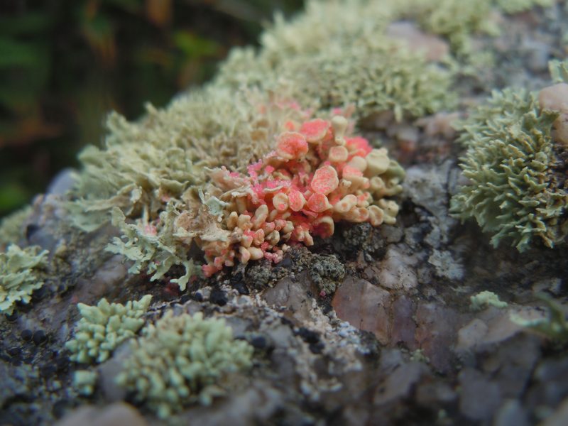 ....Funghi lichenicoli su Ramaline?